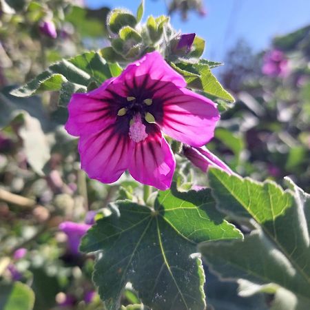 La Malva Apartman Ostia Antica Kültér fotó